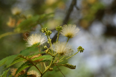 Albizia amara